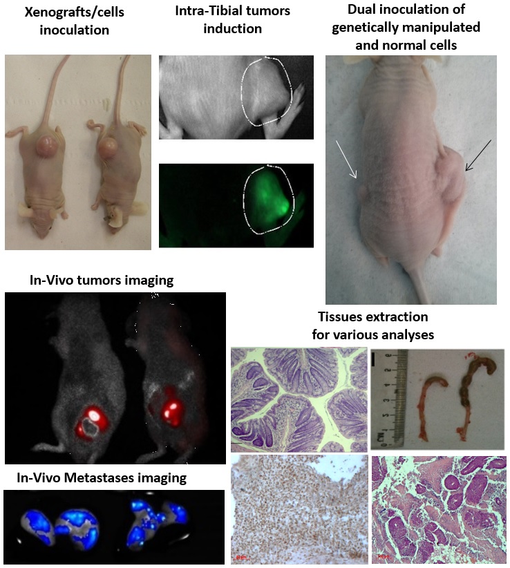 Almog in-vivo service